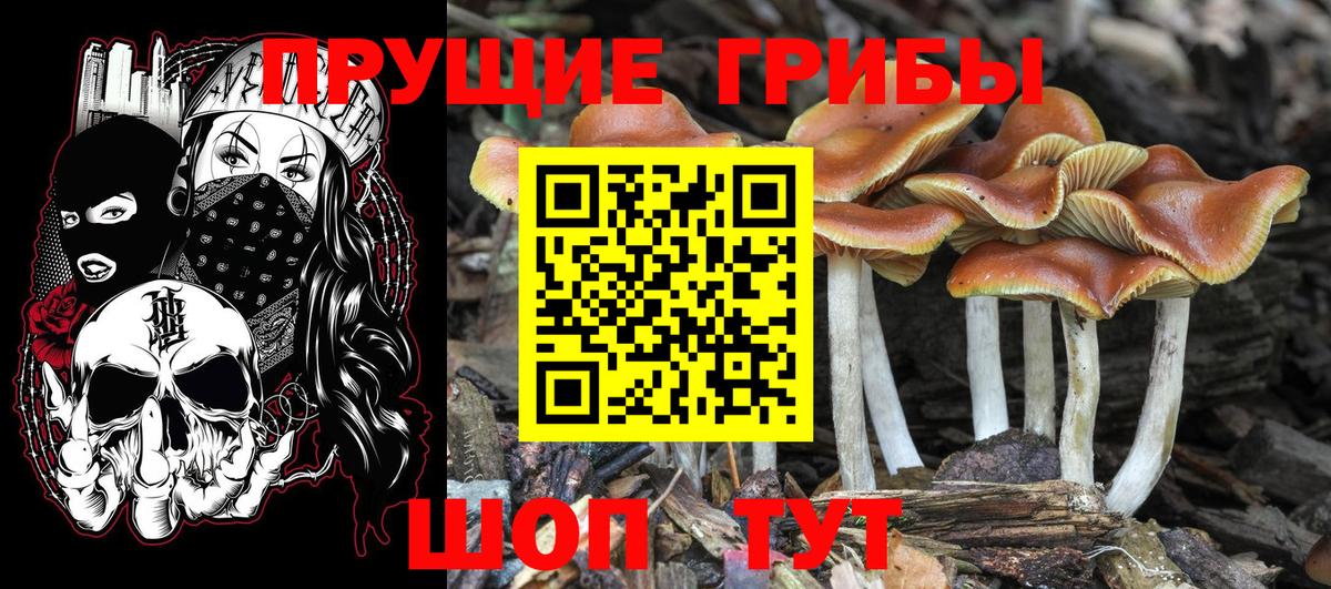 Галлюциногенные грибы MAGIC MUSHROOMS  Вход с VPN  Псилоцибиновые грибы Magic Shrooms  Тавда 